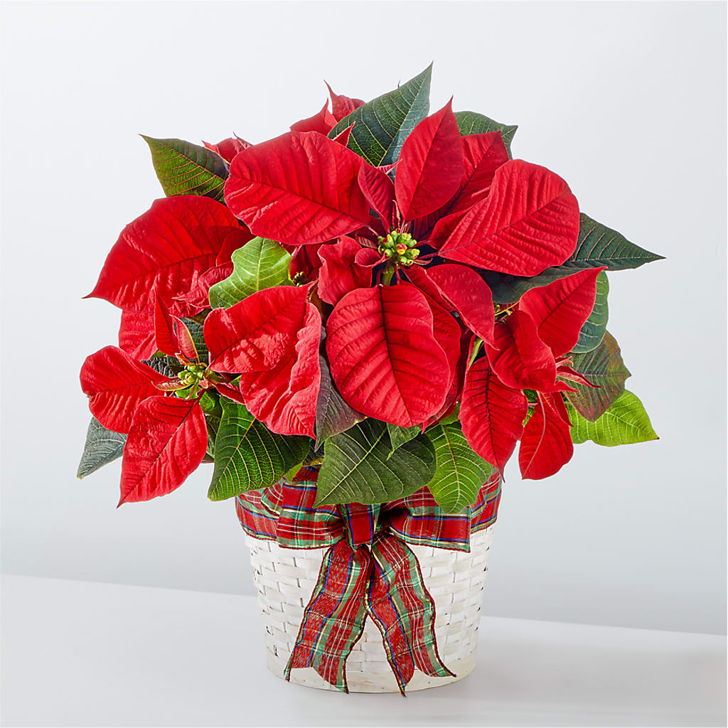 Happiest Holidays Poinsettia – Sunflowershop Llc, Orlando FL