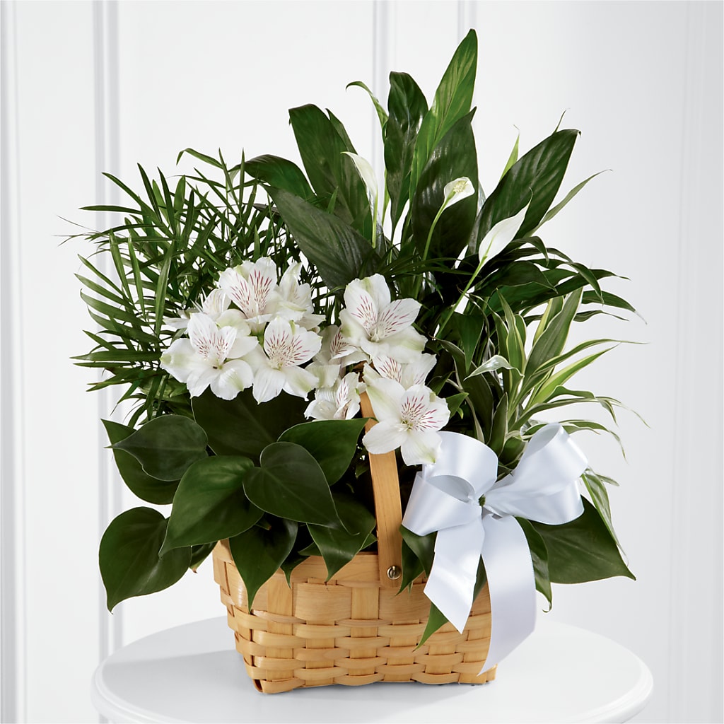 Peace & Serenity Dishgarden – Sunflowershop Llc, Orlando FL