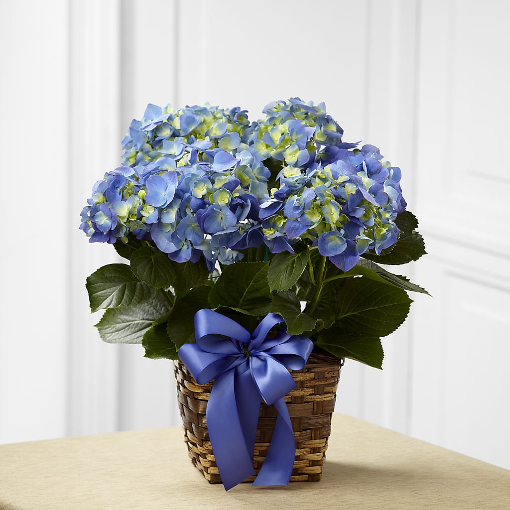 Blue Hydrangea Planter – Sunflowershop Llc, Orlando FL