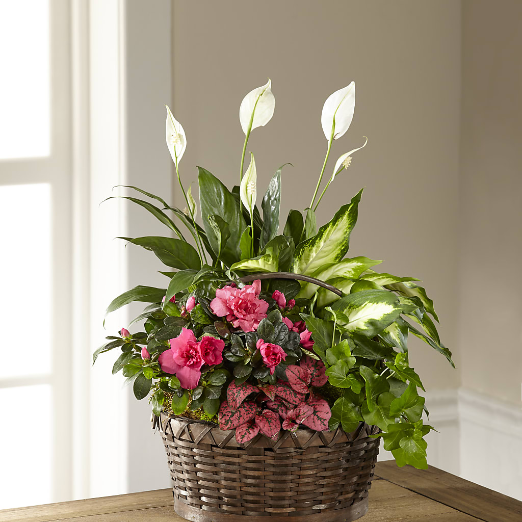 Dream in Pink Dishgarden – Sunflowershop Llc, Orlando FL