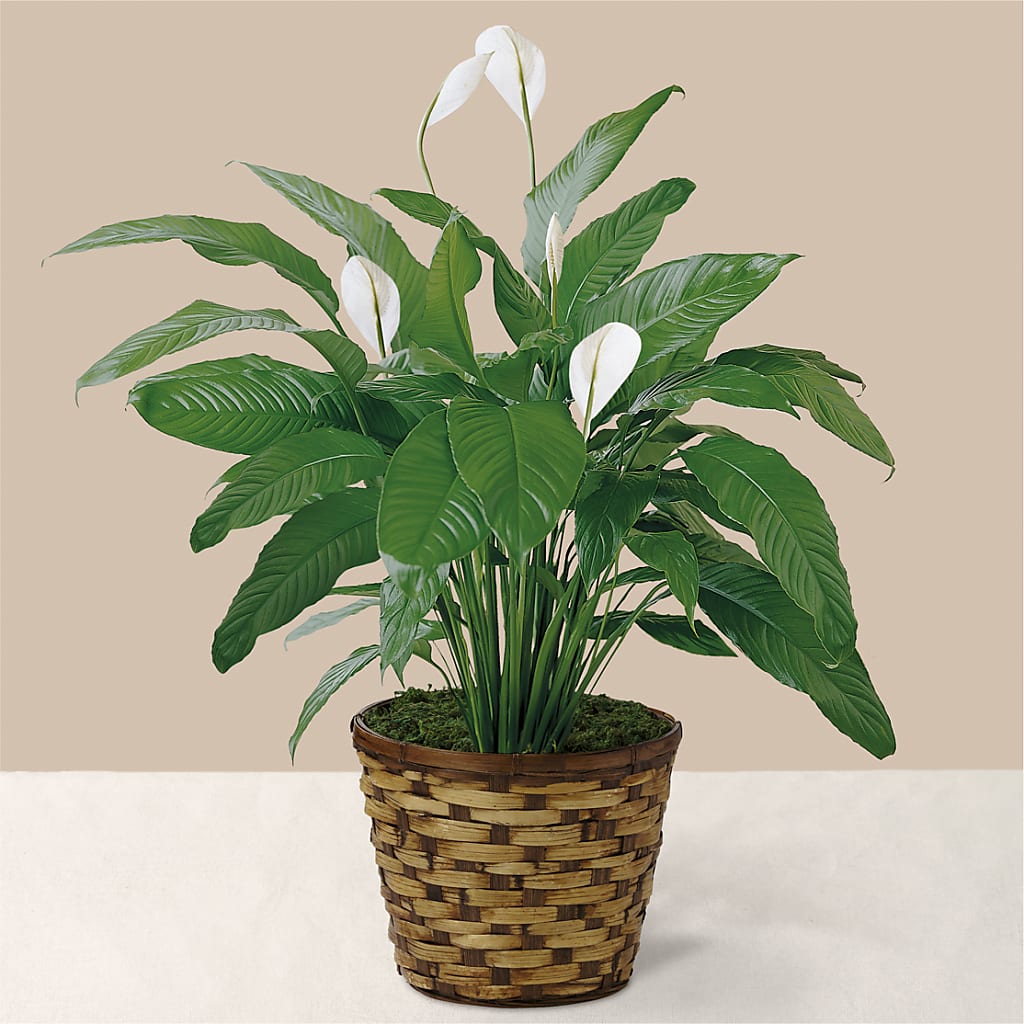 Tranquil Moments Peace Lily Plant – Sunflowershop Llc, Orlando FL