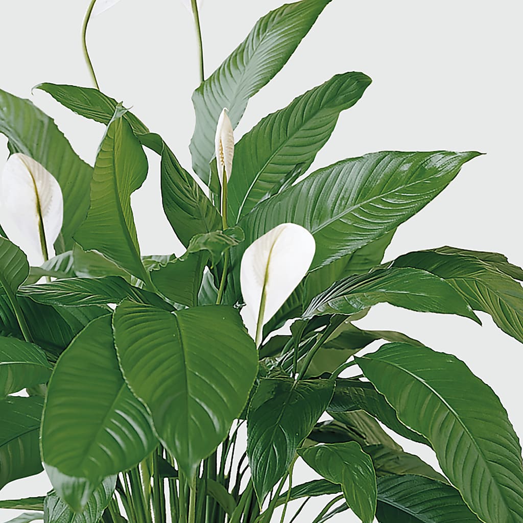 Tranquil Moments Peace Lily Plant – Sunflowershop Llc, Orlando FL