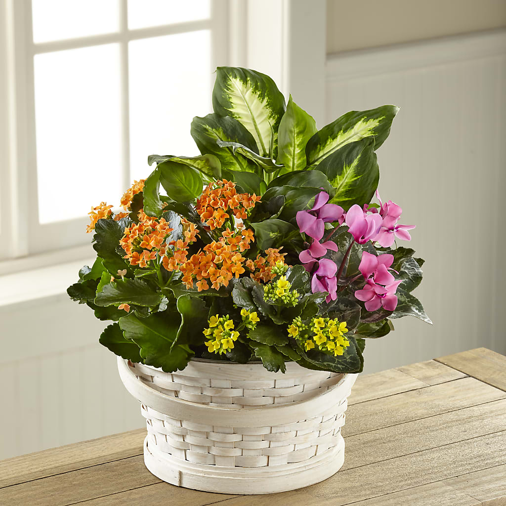 Color Crush Dishgarden – Sunflowershop Llc, Orlando FL