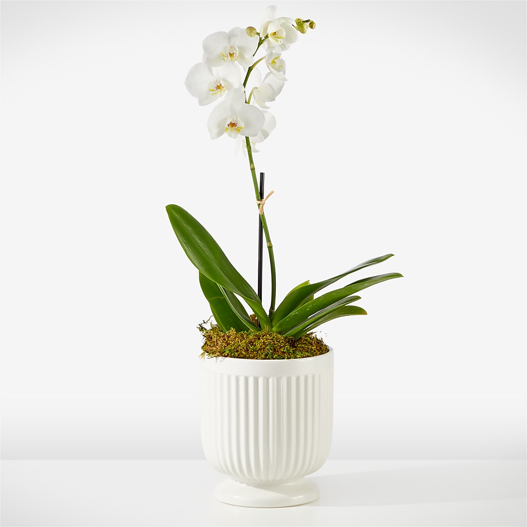 Whispering White Orchid – Sunflowershop Llc, Orlando FL