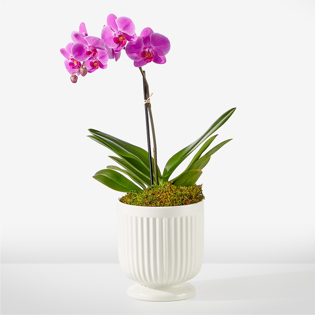 Friendly Fuchsia Orchid – Sunflowershop Llc, Orlando FL