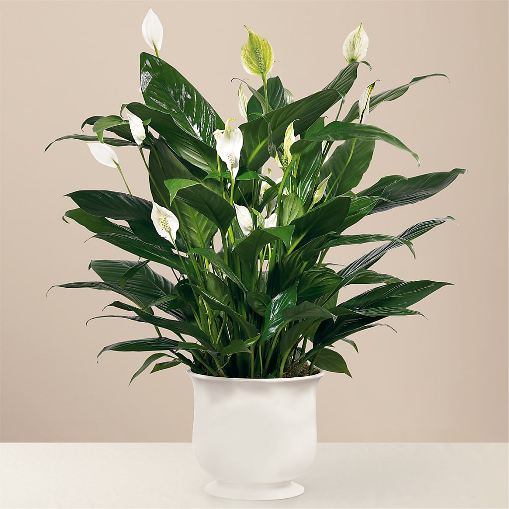 Comfort Planter – Sunflowershop Llc, Orlando FL