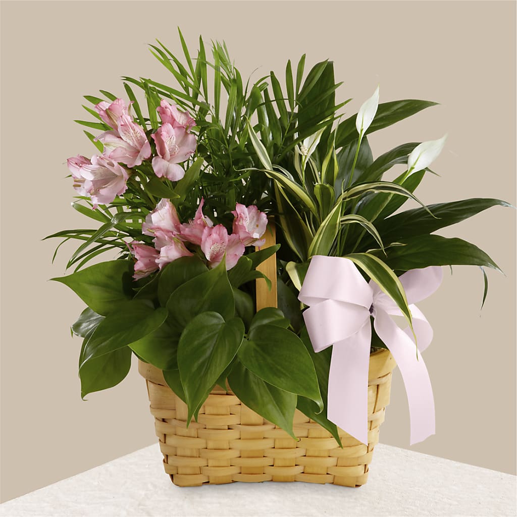 Living Spirit Dishgarden – Sunflowershop Llc, Orlando FL