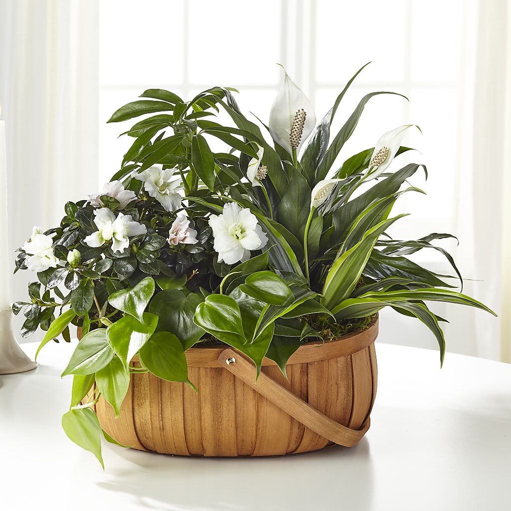 Serene Dishgarden – Sunflowershop Llc, Orlando FL