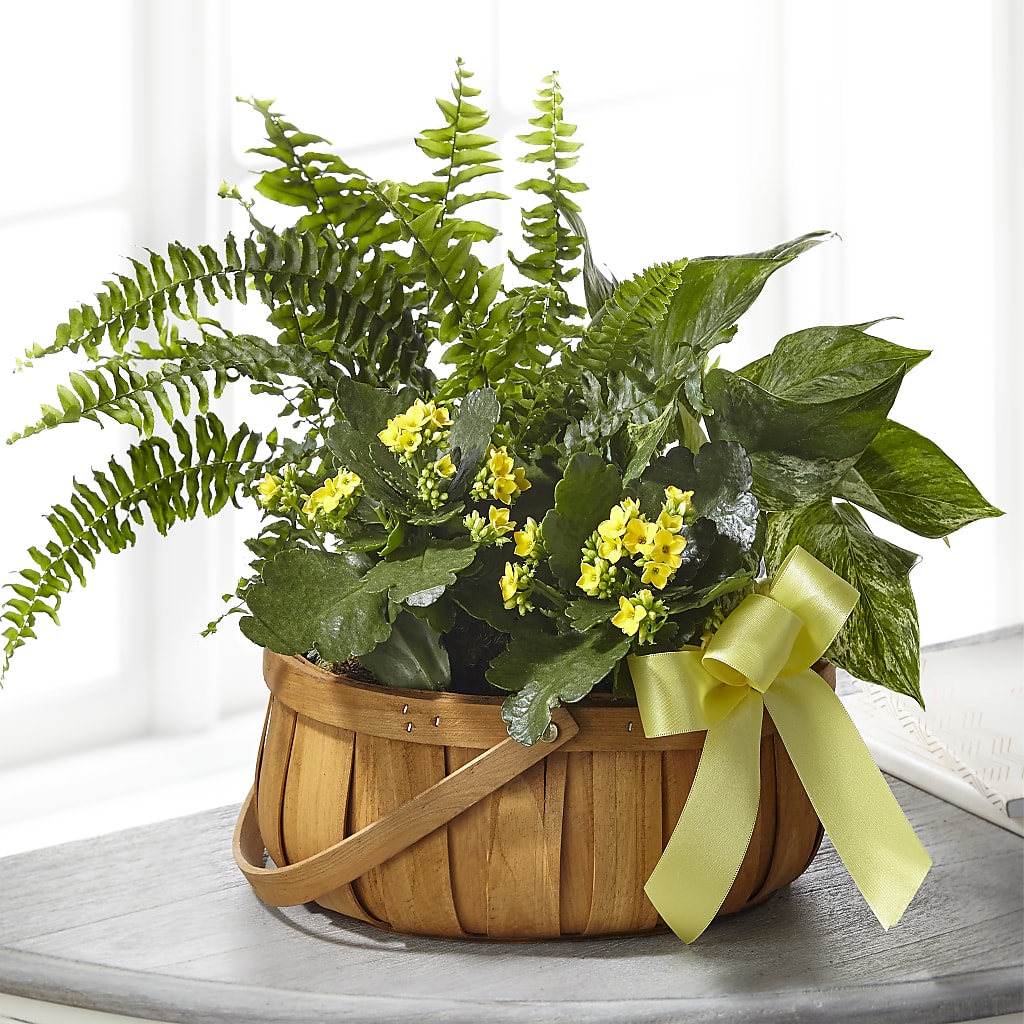 Always Dear Dishgarden – Sunflowershop Llc, Orlando FL