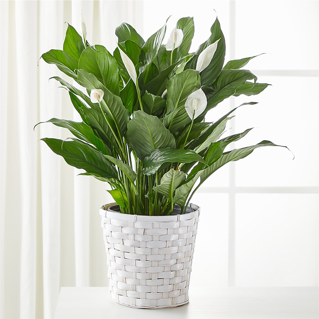 A New Leaf Peace Lily – Sunflowershop Llc, Orlando FL