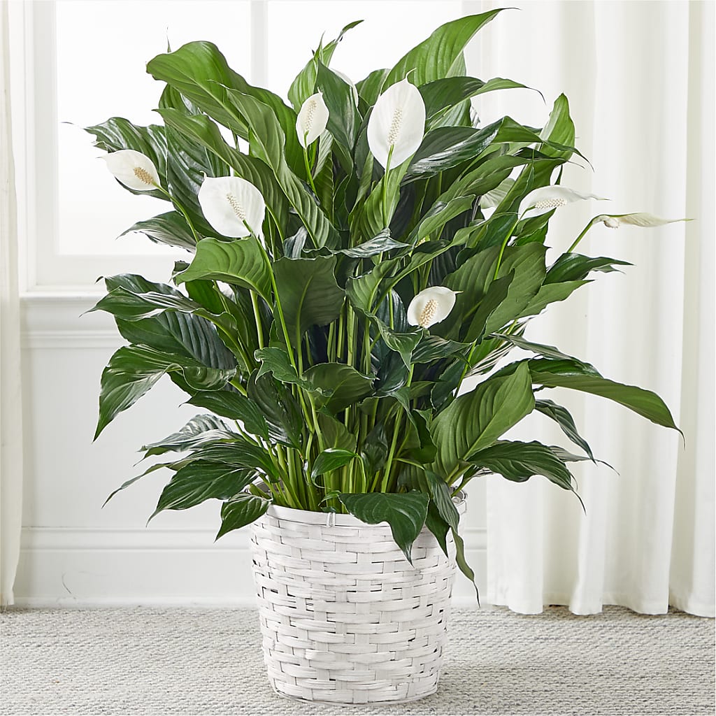A New Leaf Peace Lily – Sunflowershop Llc, Orlando FL