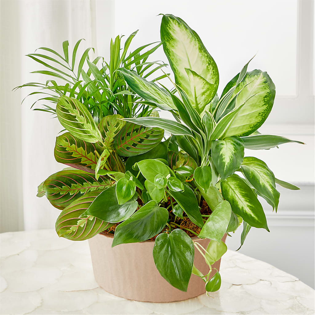 Balance & Harmony Dishgarden – Sunflowershop Llc, Orlando FL