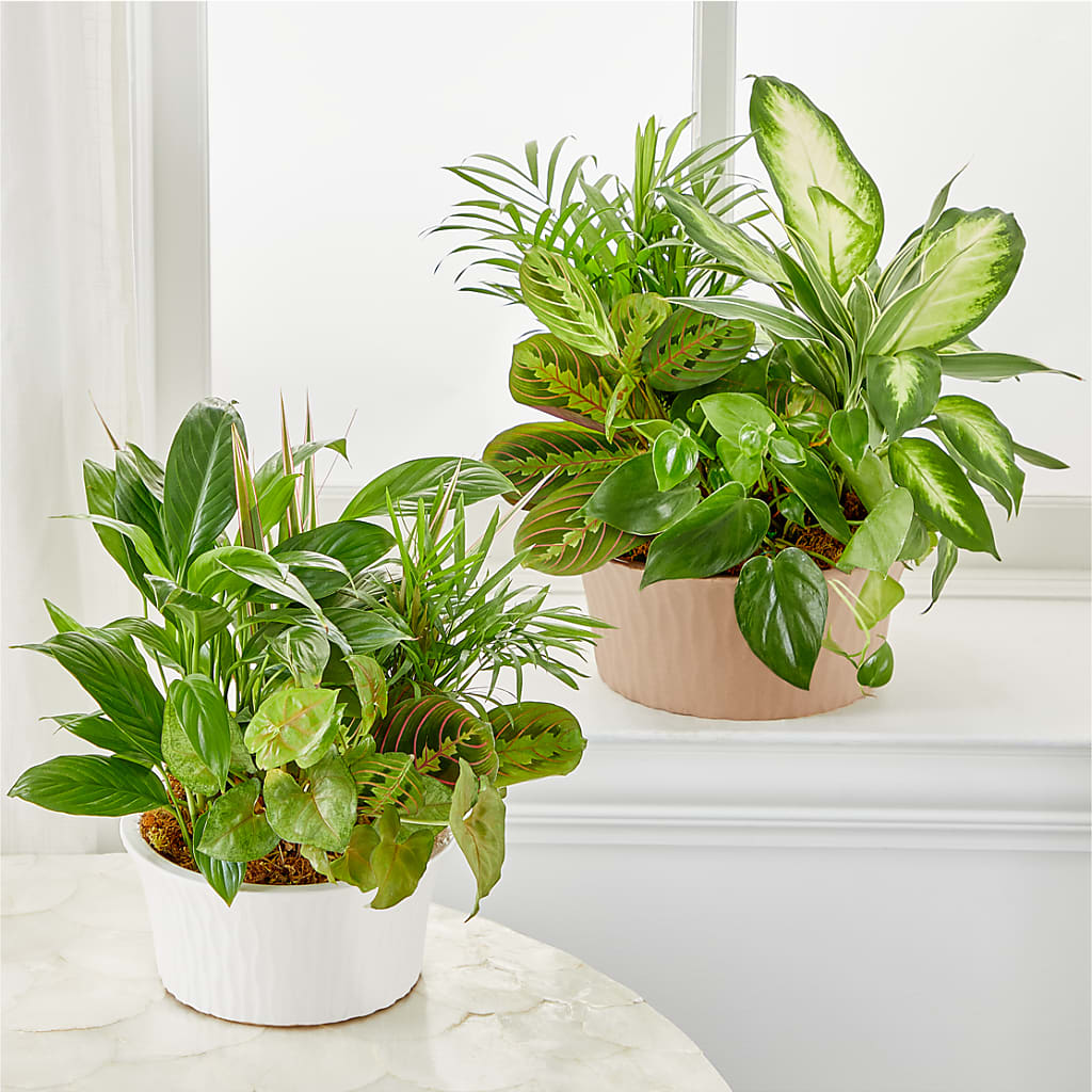 Balance & Harmony Dishgarden – Sunflowershop Llc, Orlando FL