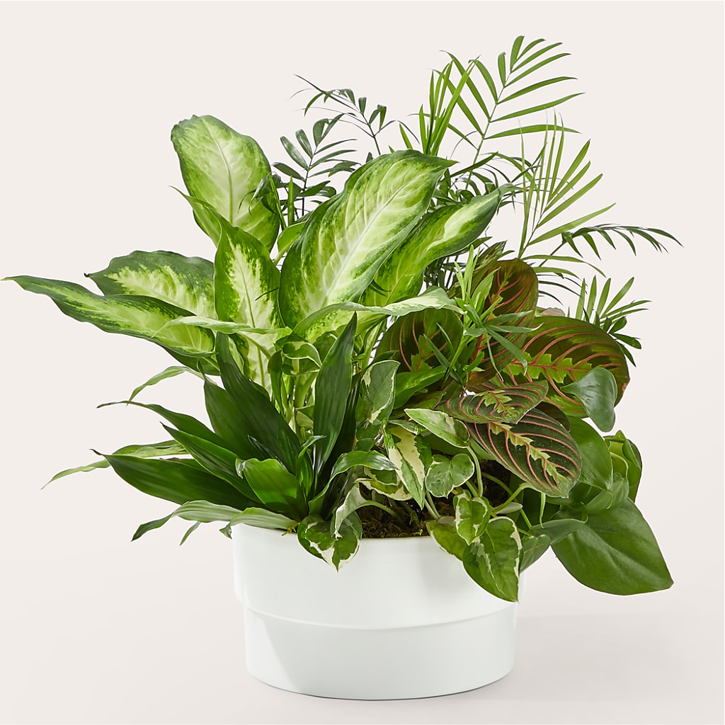 Radiating Positivity Dishgarden – Sunflowershop Llc, Orlando FL