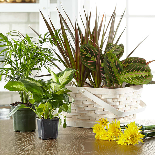 Florist Designed Blooming and Green Plants in a Basket –  Sunflowershop Llc, Orlando FL