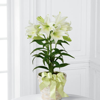 Easter Lily Plant –  Sunflowershop Llc, Orlando FL