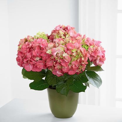 Pink Hydrangea Planter –  Sunflowershop Llc, Orlando FL