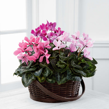 Mixed Cyclamen Planter –  Sunflowershop Llc, Orlando FL