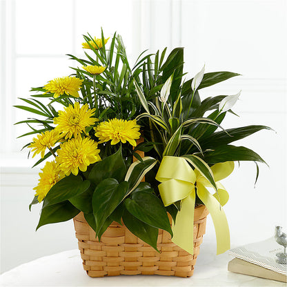 Loving Light Dishgarden –  Sunflowershop Llc, Orlando FL