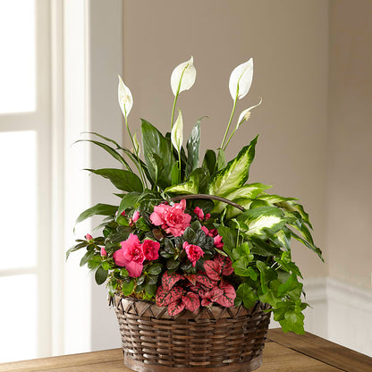 Dream in Pink Dishgarden –  Sunflowershop Llc, Orlando FL