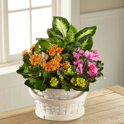 Color Crush Dishgarden –  Sunflowershop Llc, Orlando FL