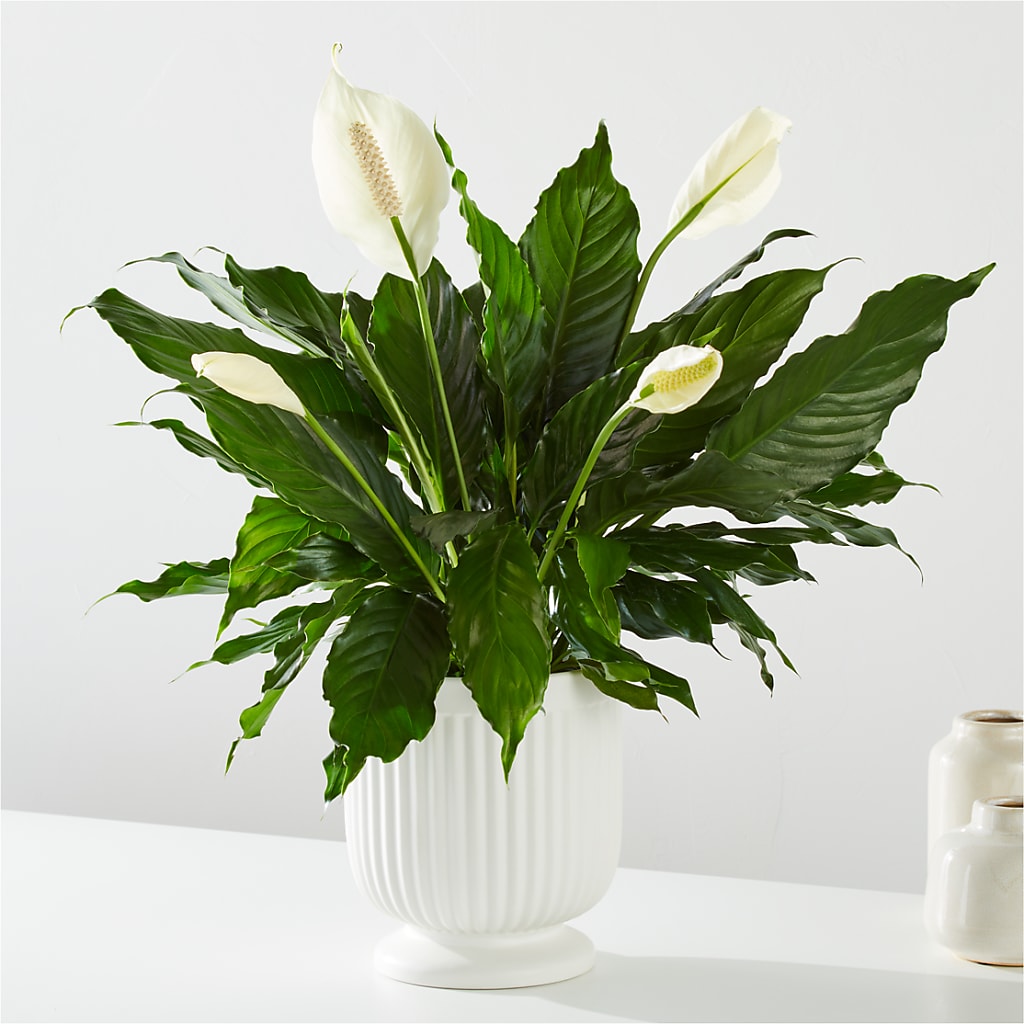 Comfort Planter –  Sunflowershop Llc, Orlando FL