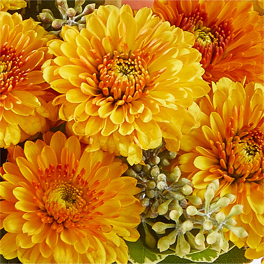 Peachy Pumpkin –  Sunflowershop Llc, Orlando FL