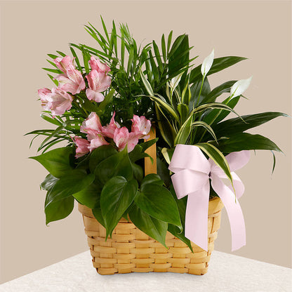 Living Spirit Dishgarden –  Sunflowershop Llc, Orlando FL