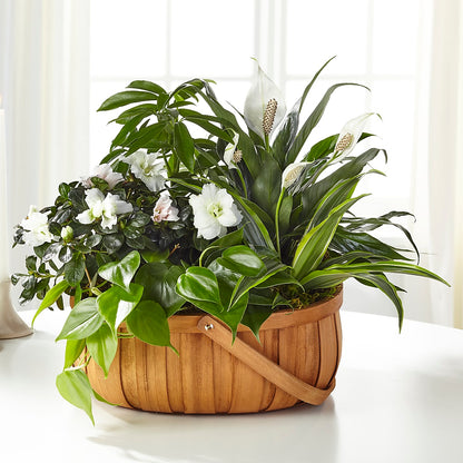 Serene Dishgarden –  Sunflowershop Llc, Orlando FL