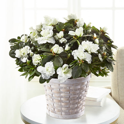 White Azalea Plant –  Sunflowershop Llc, Orlando FL