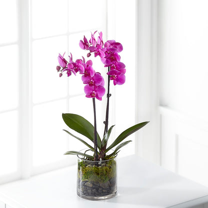 Pink Orchid Plant –  Sunflowershop Llc, Orlando FL