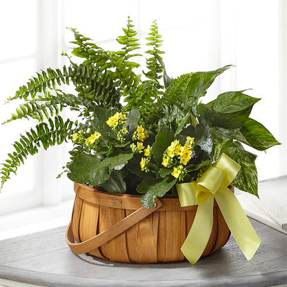 Always Dear Dishgarden –  Sunflowershop Llc, Orlando FL