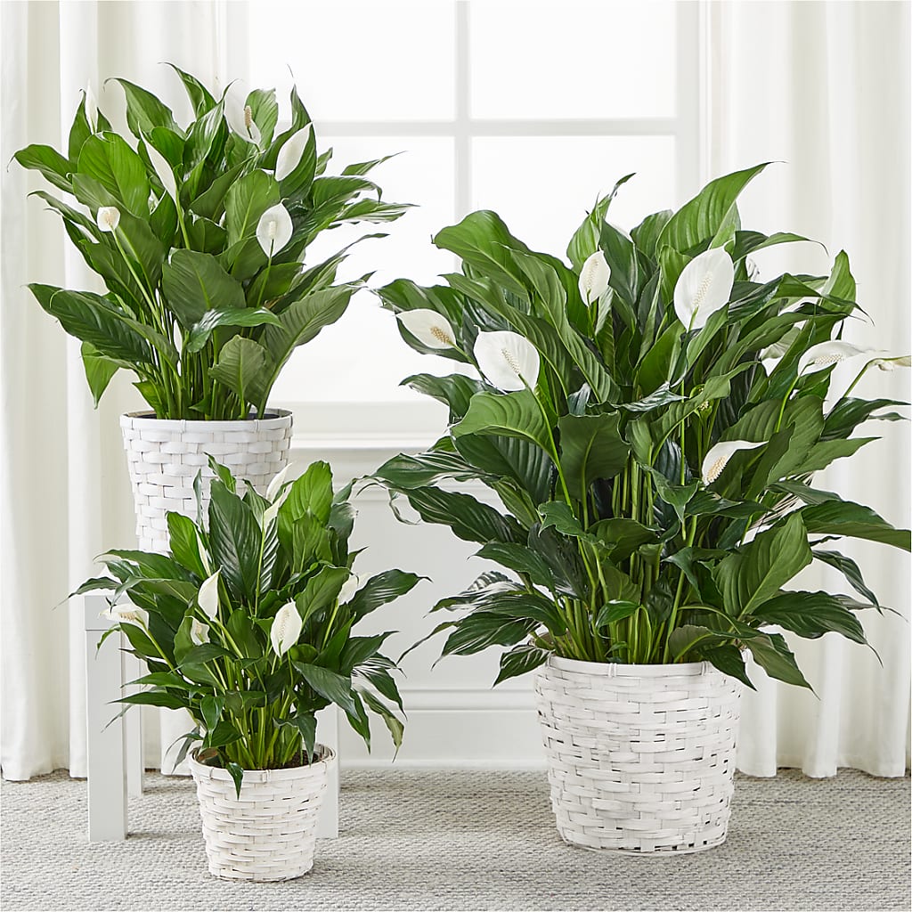 A New Leaf Peace Lily –  Sunflowershop Llc, Orlando FL