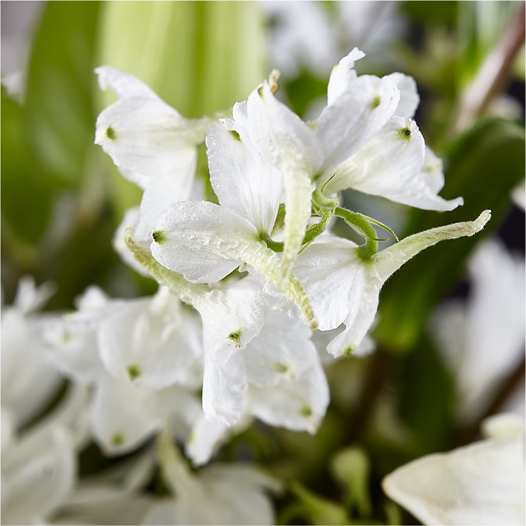 Classic Ivory – A Florist Original –  Sunflowershop Llc, Orlando FL