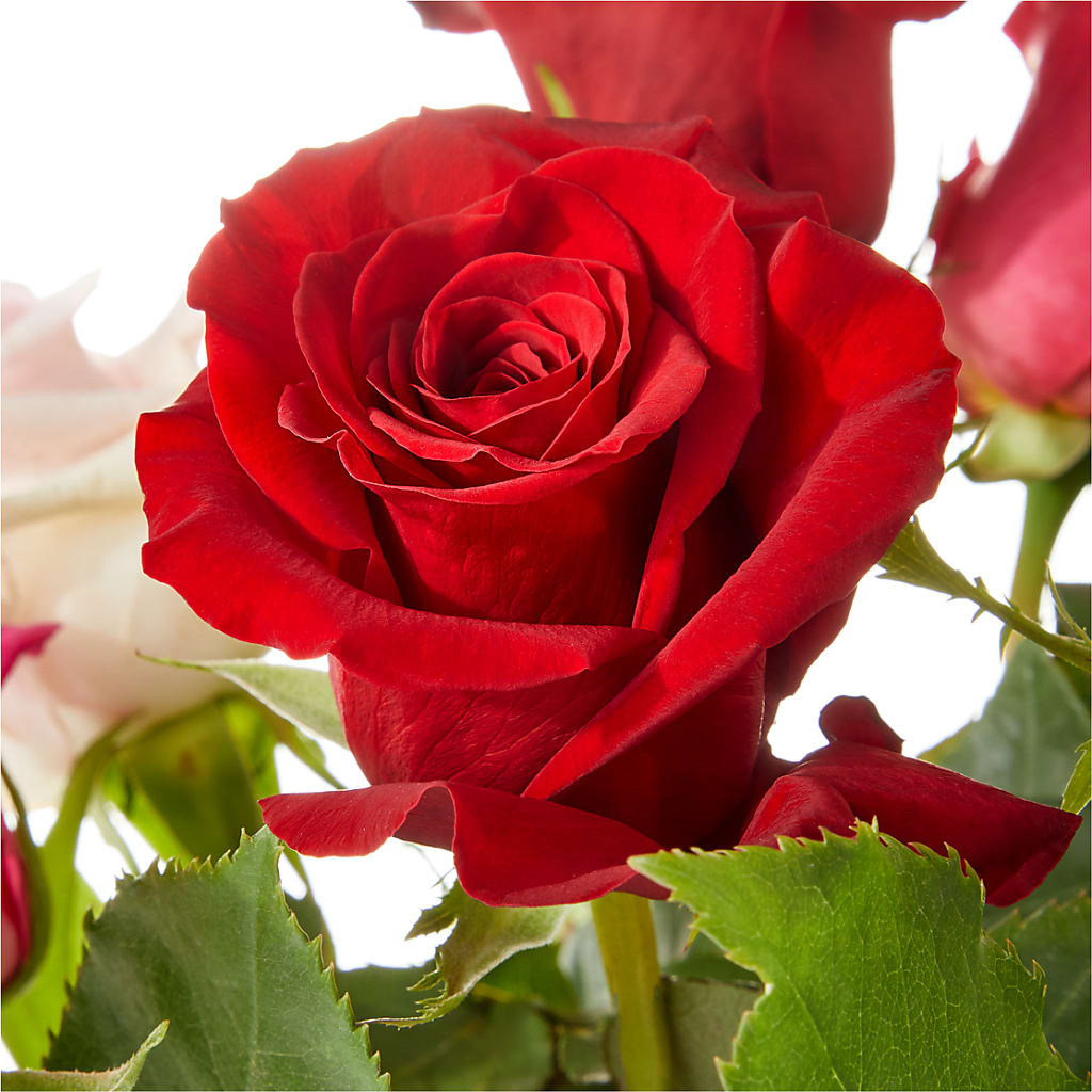 Love Notes Rose Bouquet –  Sunflowershop Llc, Orlando FL